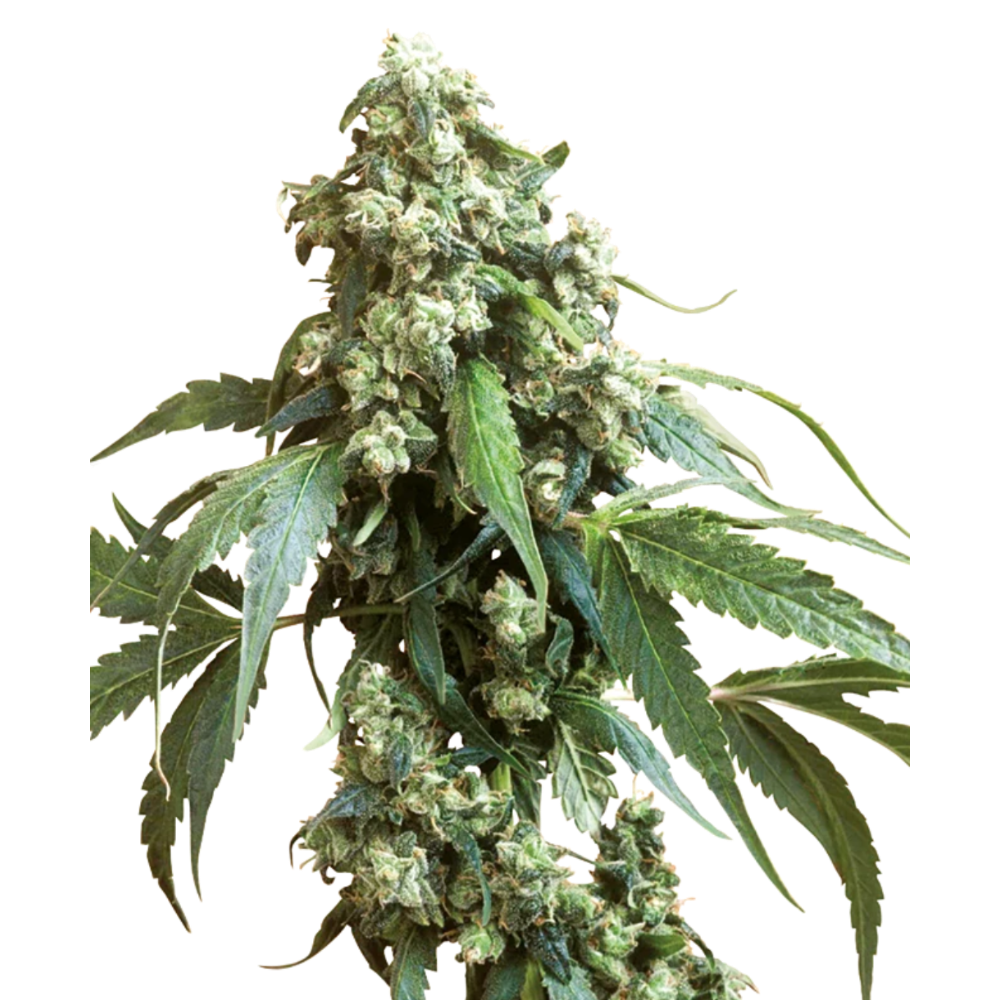 JACK FLASH #5 FEM X3 - SENSI SEEDS