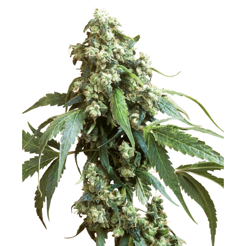 JACK FLASH #5 FEM X3 - SENSI SEEDS-1