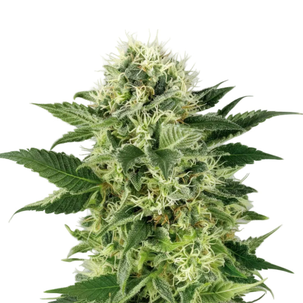 NORTHERN LIGHT GRANELSEEDS-3