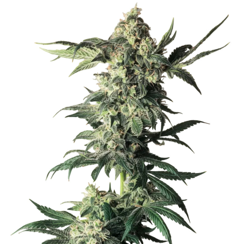 NORTHERN LIGHT GRANELSEEDS-2