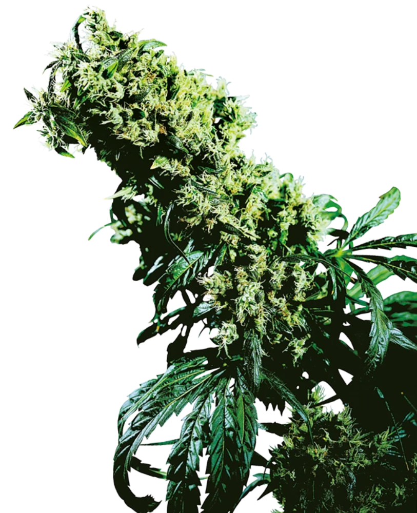 NORTHERN LIGHTS #5 X HAZE REGULAR X10 - SENSI SEEDS