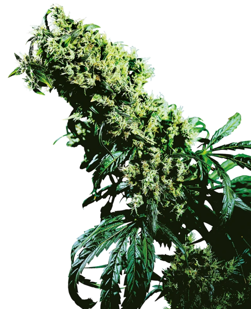 NORTHERN LIGHTS #5 X HAZE REGULAR X10 - SENSI SEEDS-1