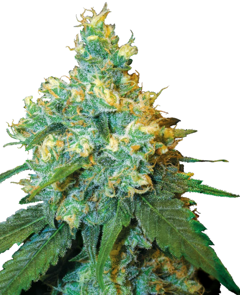 JACK HERER REGULAR X10 - SENSI SEEDS