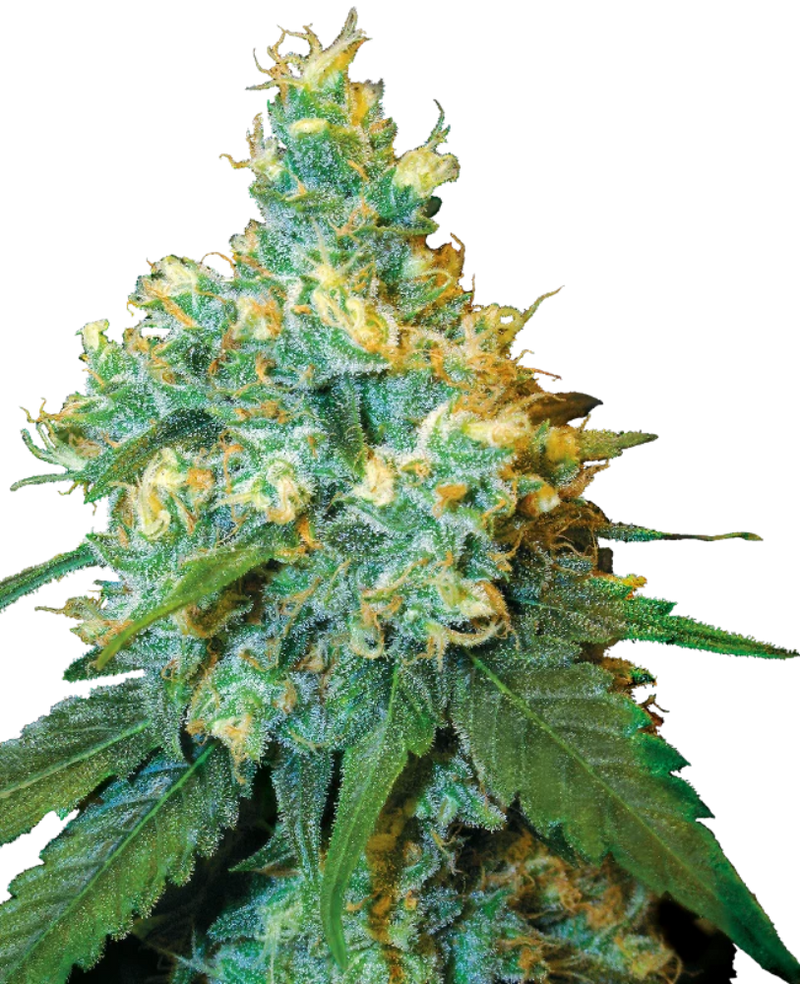 JACK HERER REGULAR X10 - SENSI SEEDS-1