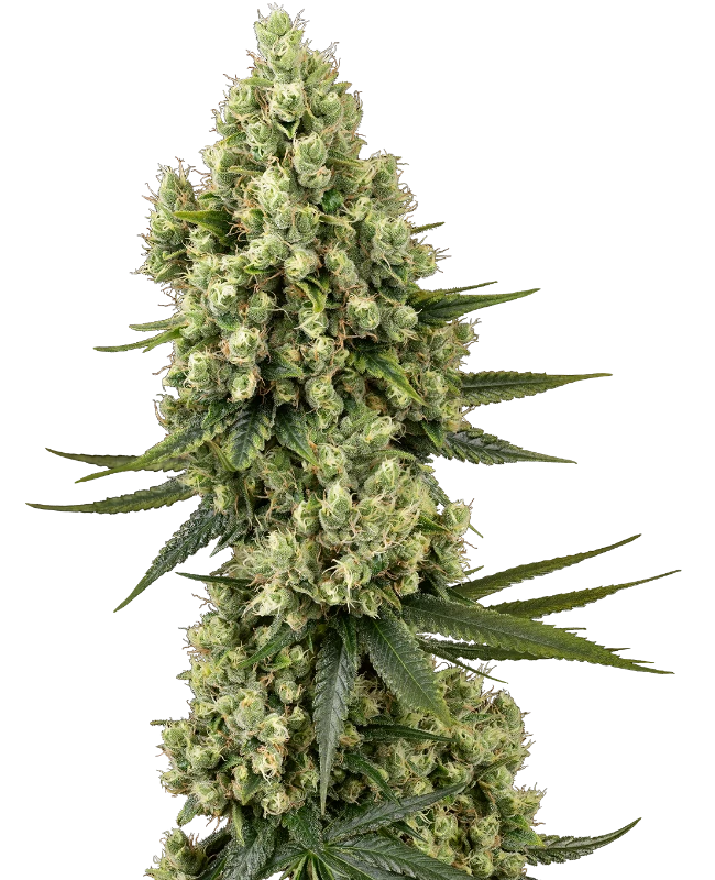 SENSI SEEDS SILVER FIRE FEM 3UDS-2