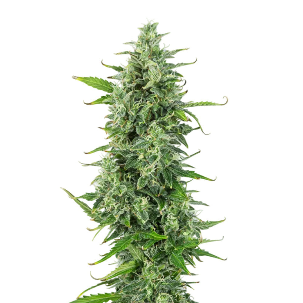 Og Kush Auto GRANELSEEDS-3