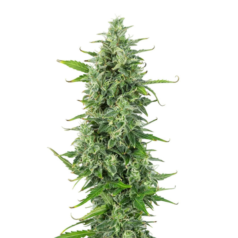 Og Kush Auto GRANELSEEDS-3