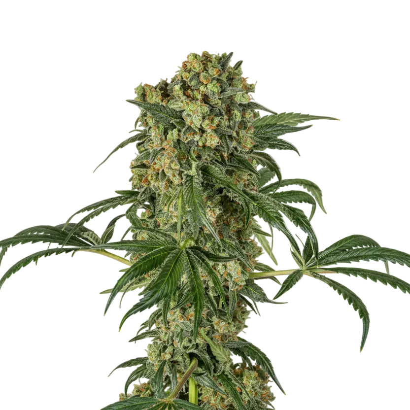 BIG KUSH FAST GRANELSEEDS