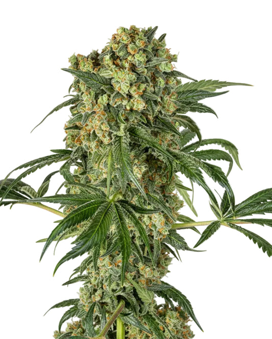 BIG KUSH FAST GRANELSEEDS