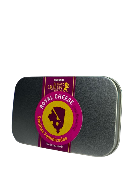 ROYAL CHEESE FAST VERSION X100 ROYAL QUEEN SEEDS-2