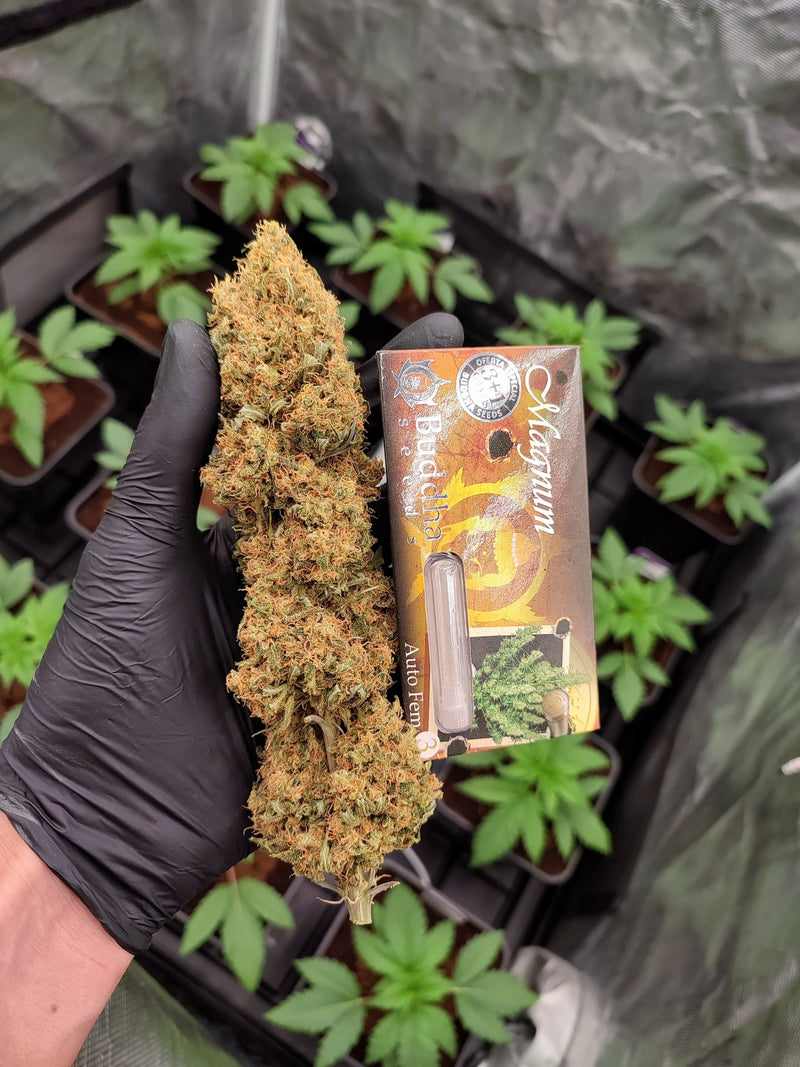 MAGNUM AUTO X50 BUDDHA SEEDS-5