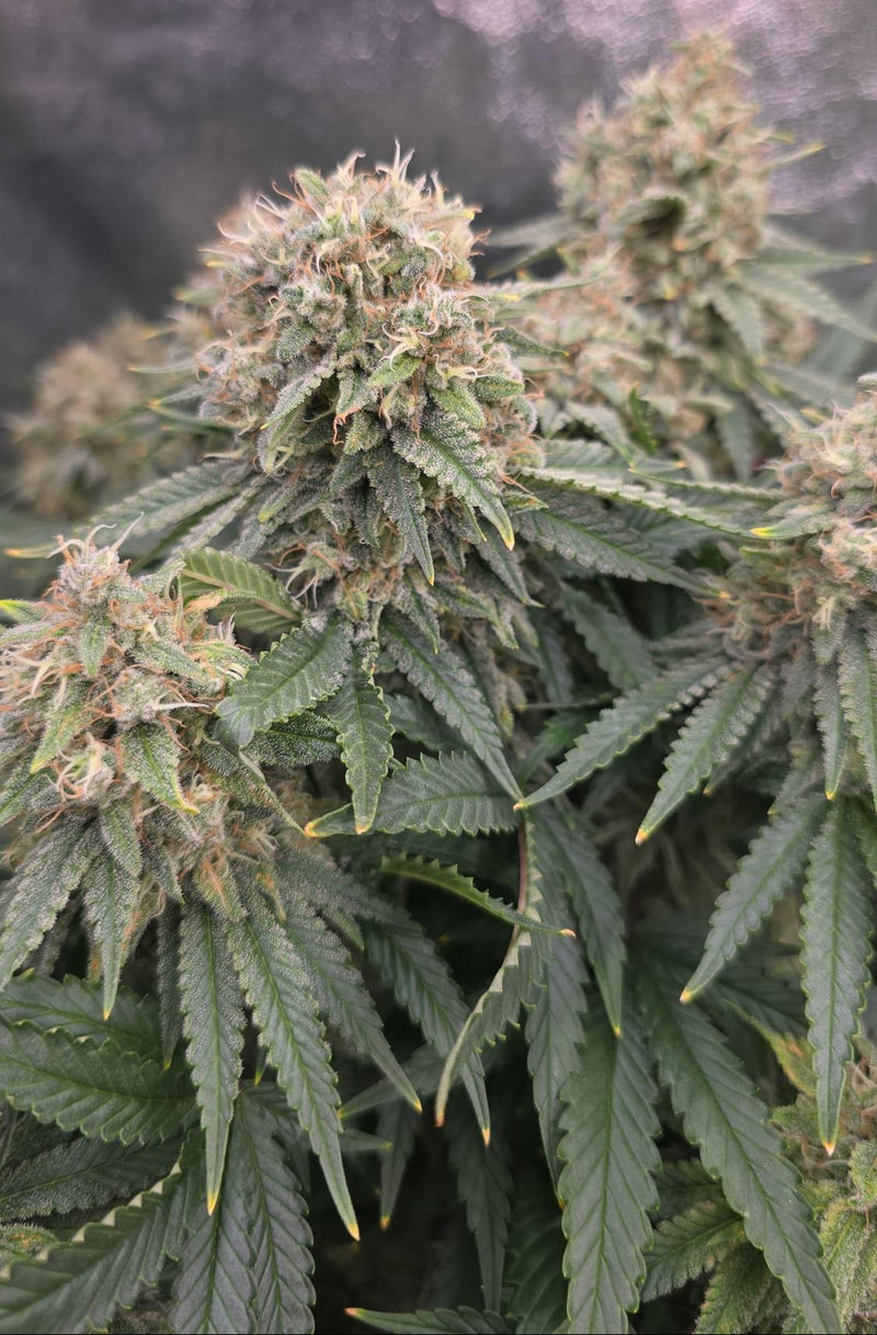 BLUE GELATO FEM X10 ROYAL QUEEN SEEDS-3