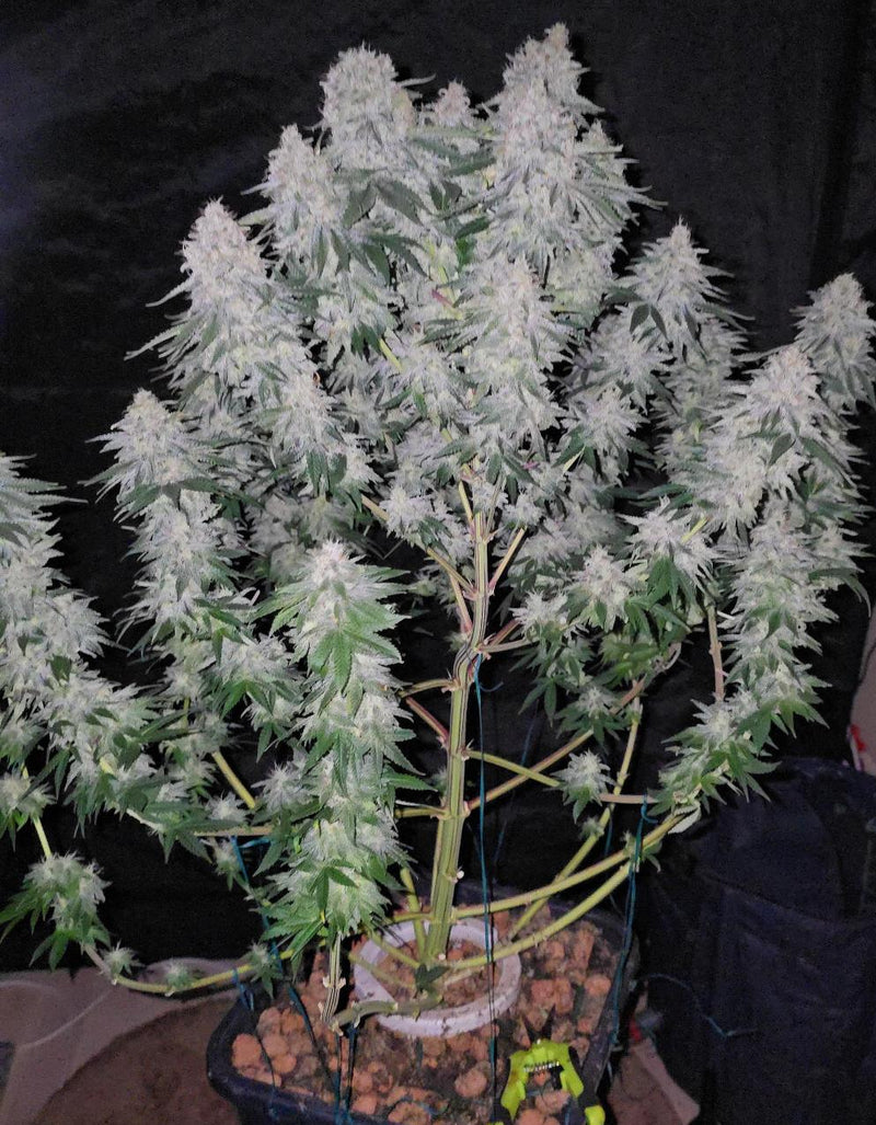 BLUE GELATO FEM X10 ROYAL QUEEN SEEDS-4