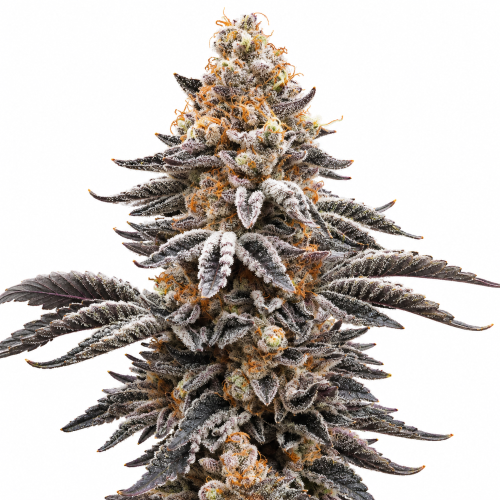 APOLLO BLACK CHERRY FEM X3 - SEEDSTOCKERS