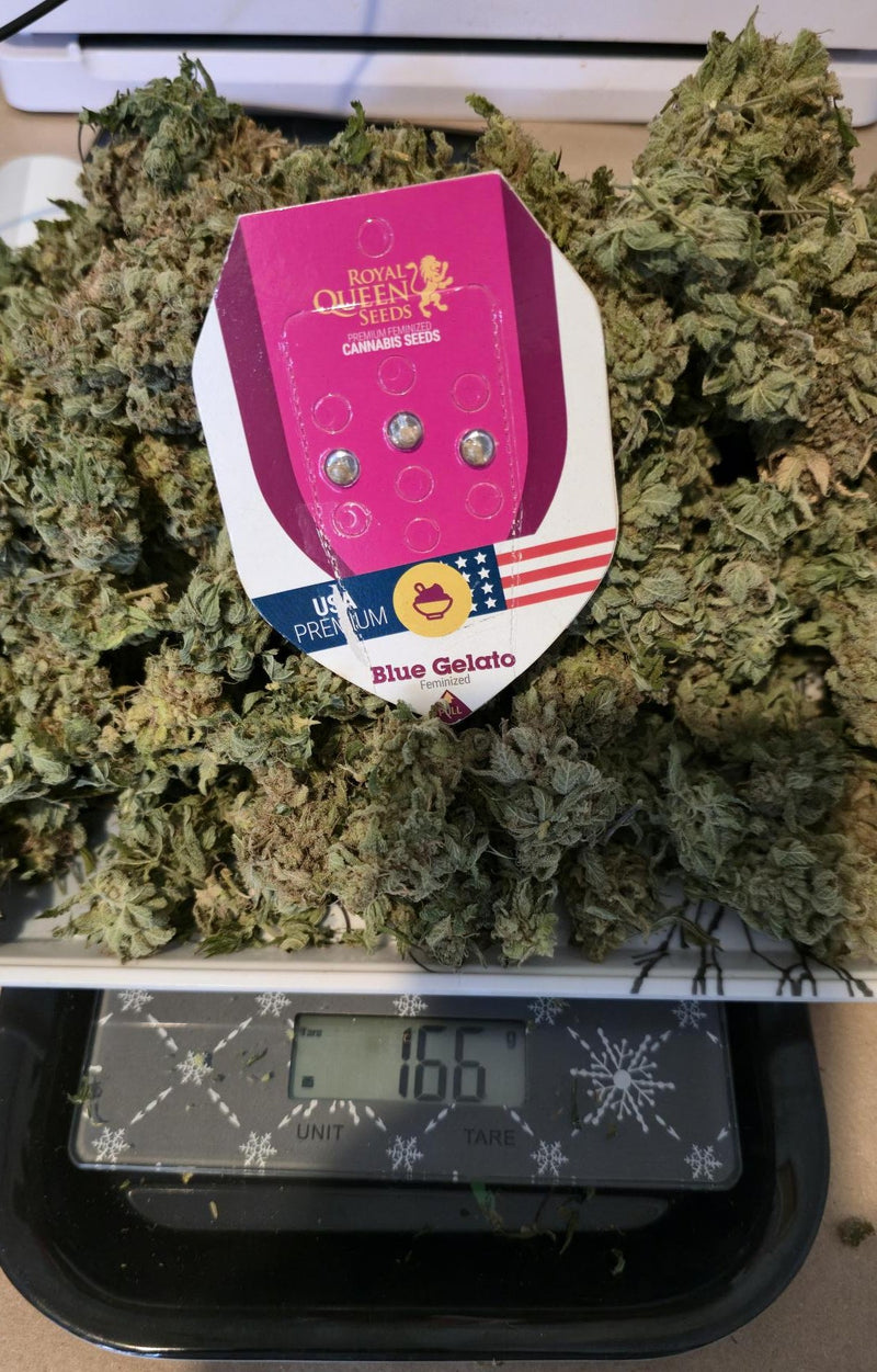 BLUE GELATO FEM X10 ROYAL QUEEN SEEDS-5