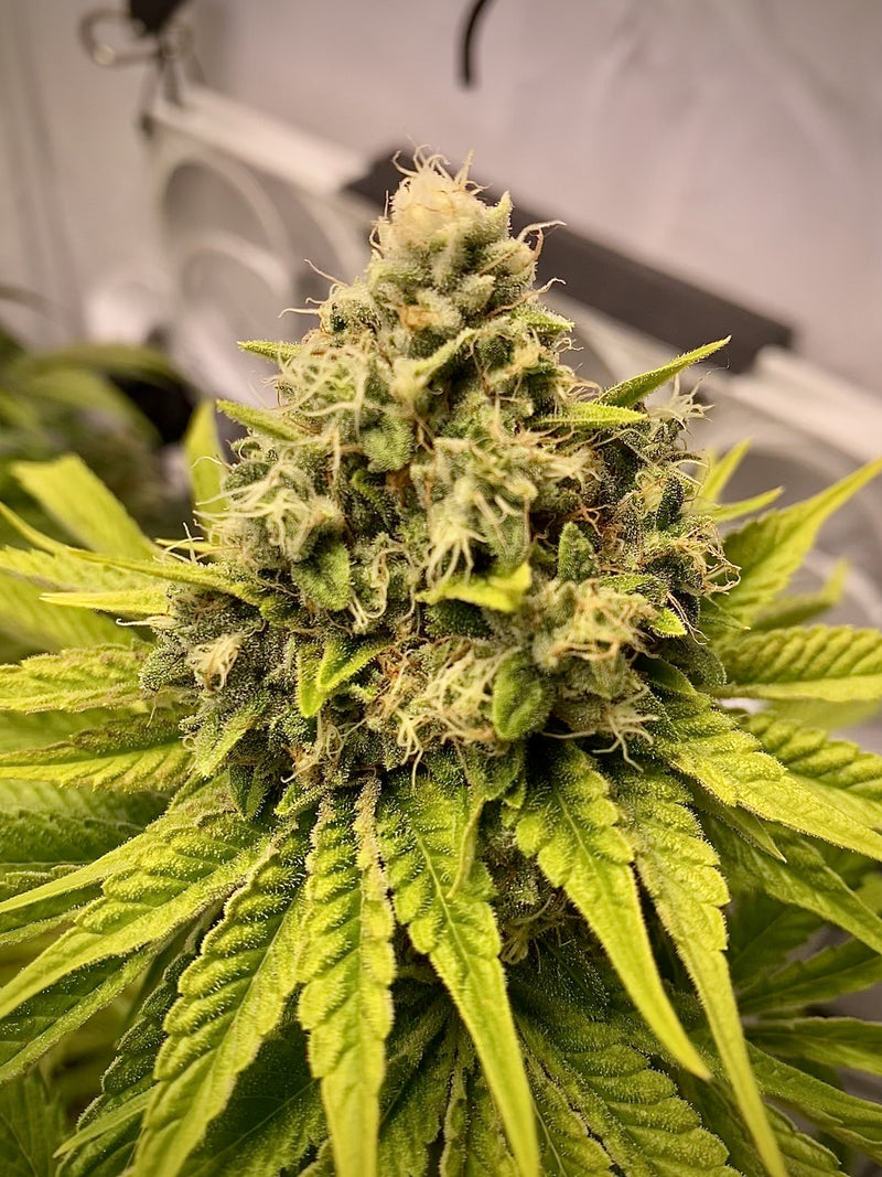 BLUE GELATO FEM X10 ROYAL QUEEN SEEDS-2