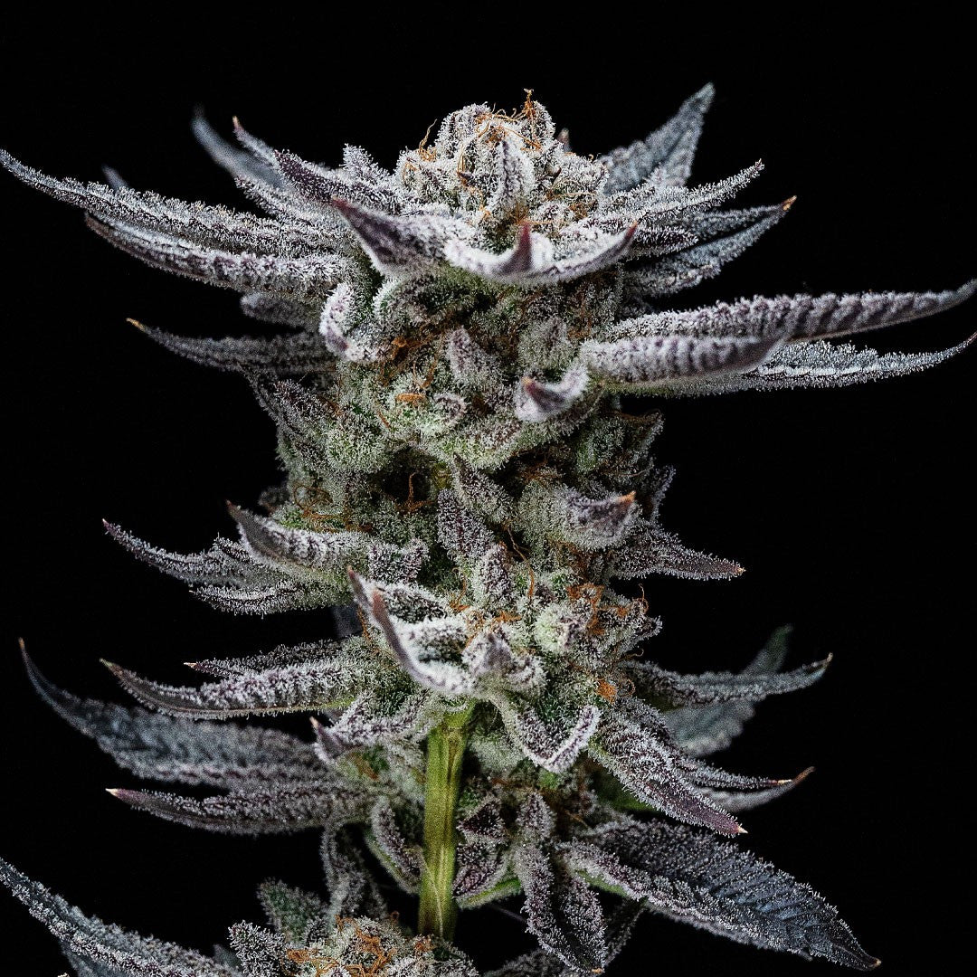 GORILLA GLUE AUTO X4 BSF SEEDS-2