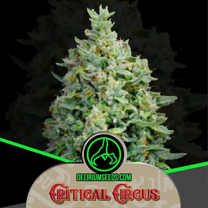 CRITICAL CIRCUS FEM X4 - DELIRIUM SEEDS-2