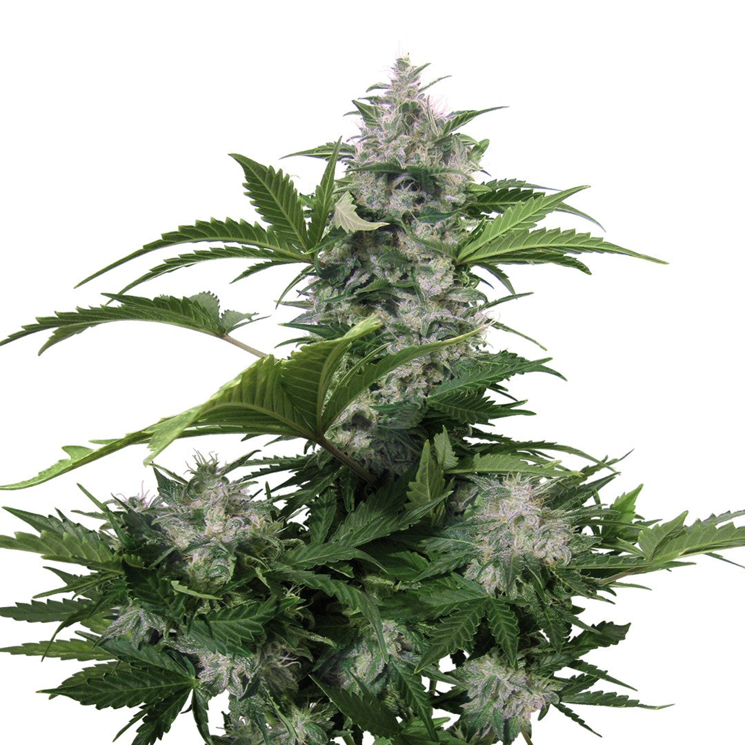WHITE DWARF AUTO X3 BUDDHA SEEDS