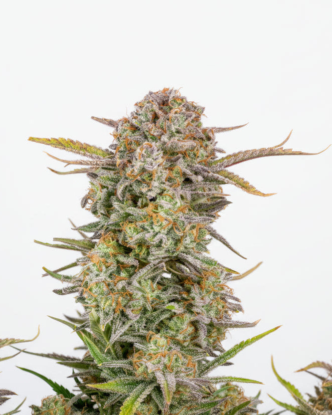 BRUCE BANNER AUTO GRANELSEEDS