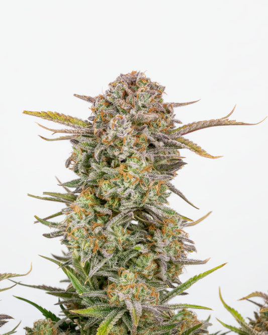 BRUCE BANNER AUTO GRANELSEEDS