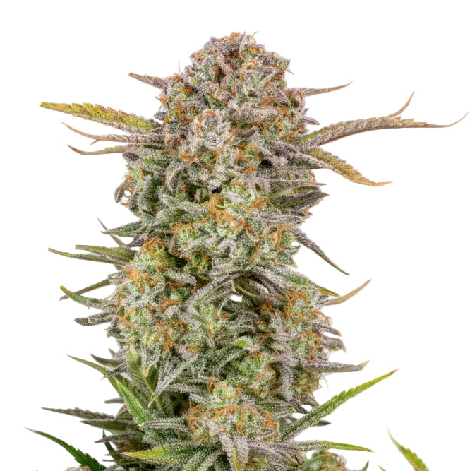 BRUCE BANNER AUTO - GRANELSEEDS-1