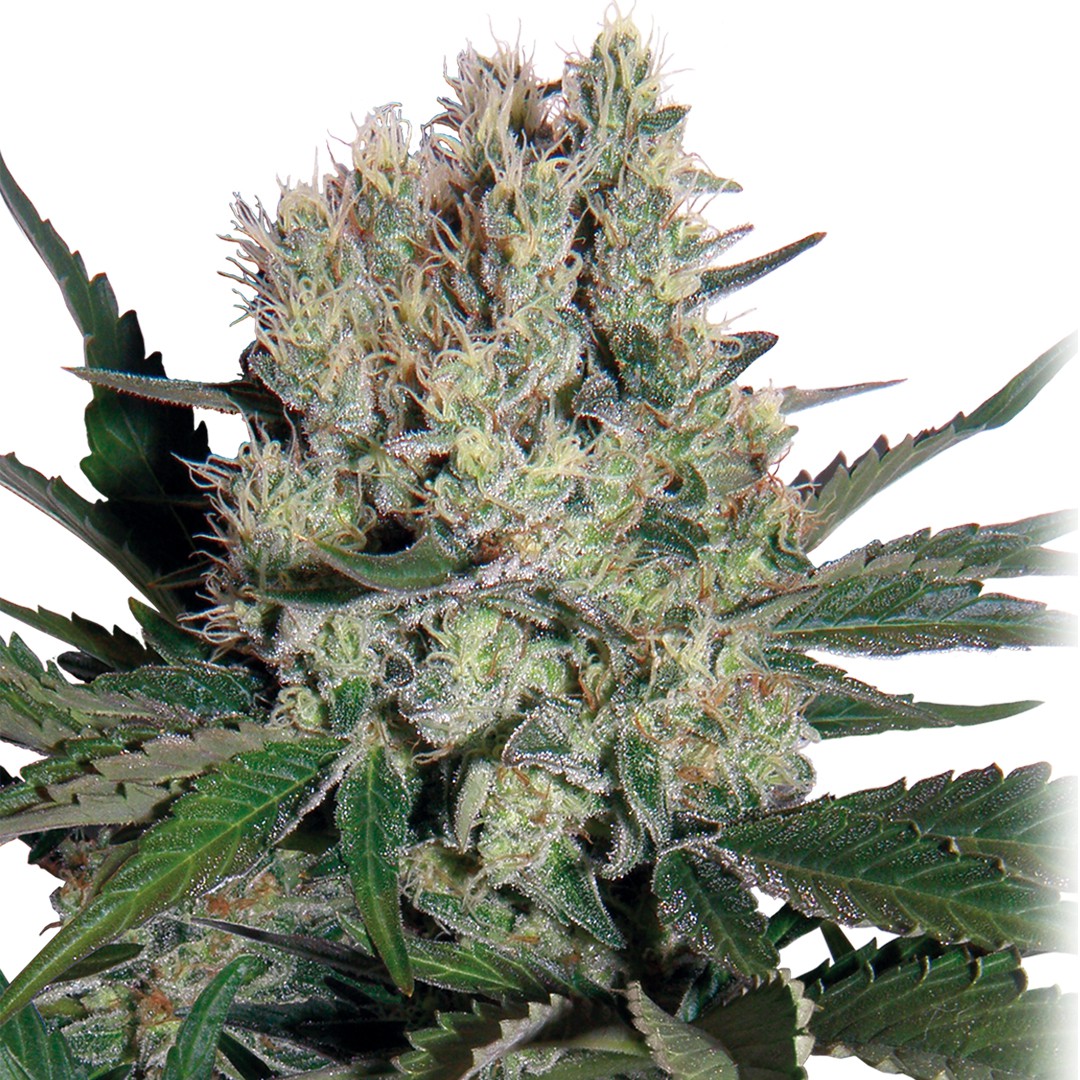 SYRUP AUTO 3+1 - BUDDHA SEEDS