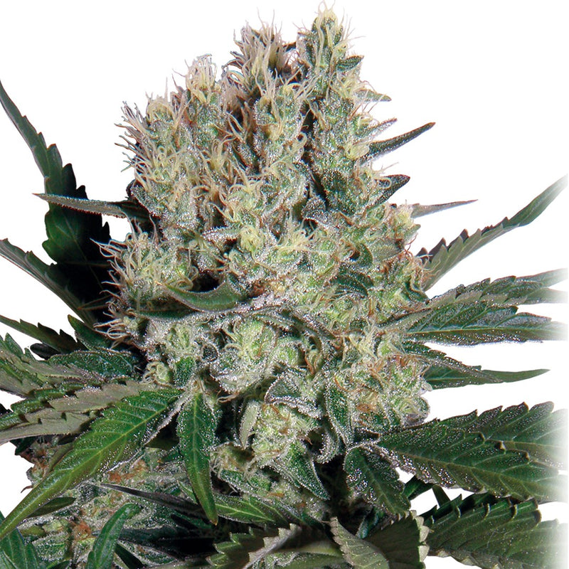 SYRUP AUTO 3+1 - BUDDHA SEEDS-2