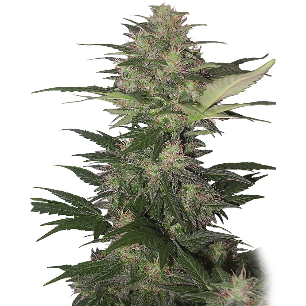 RED DWARF AUTO X3 - BUDDHA SEEDS