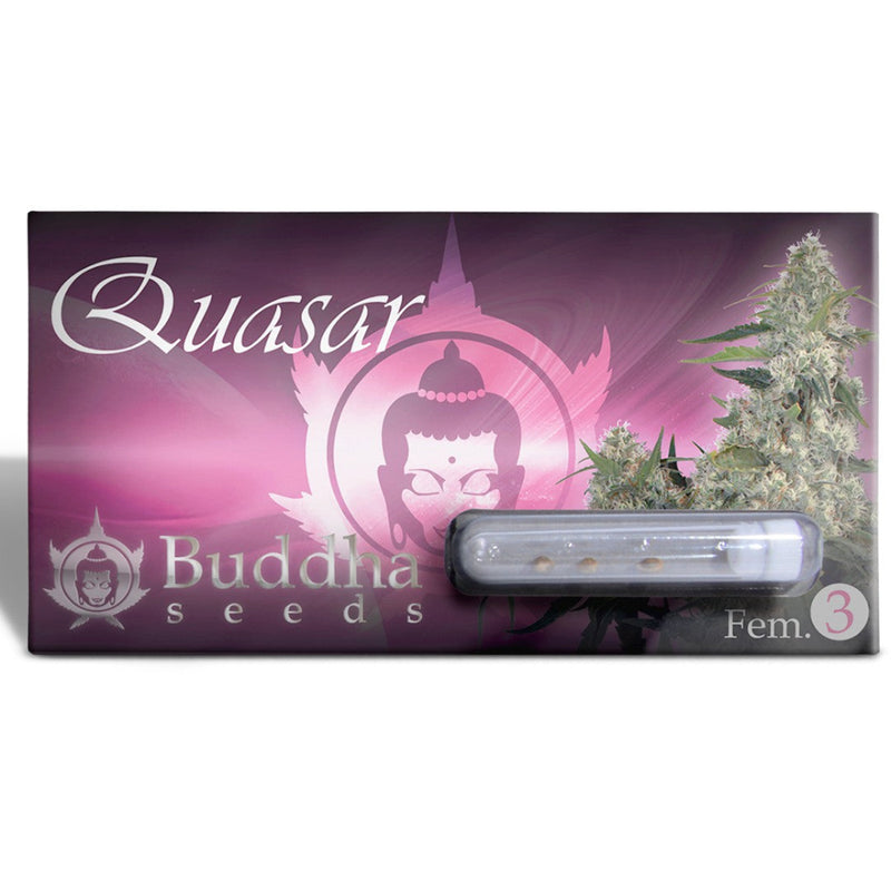 QUASAR FEM 3+1 - BUDDHA SEEDS-3