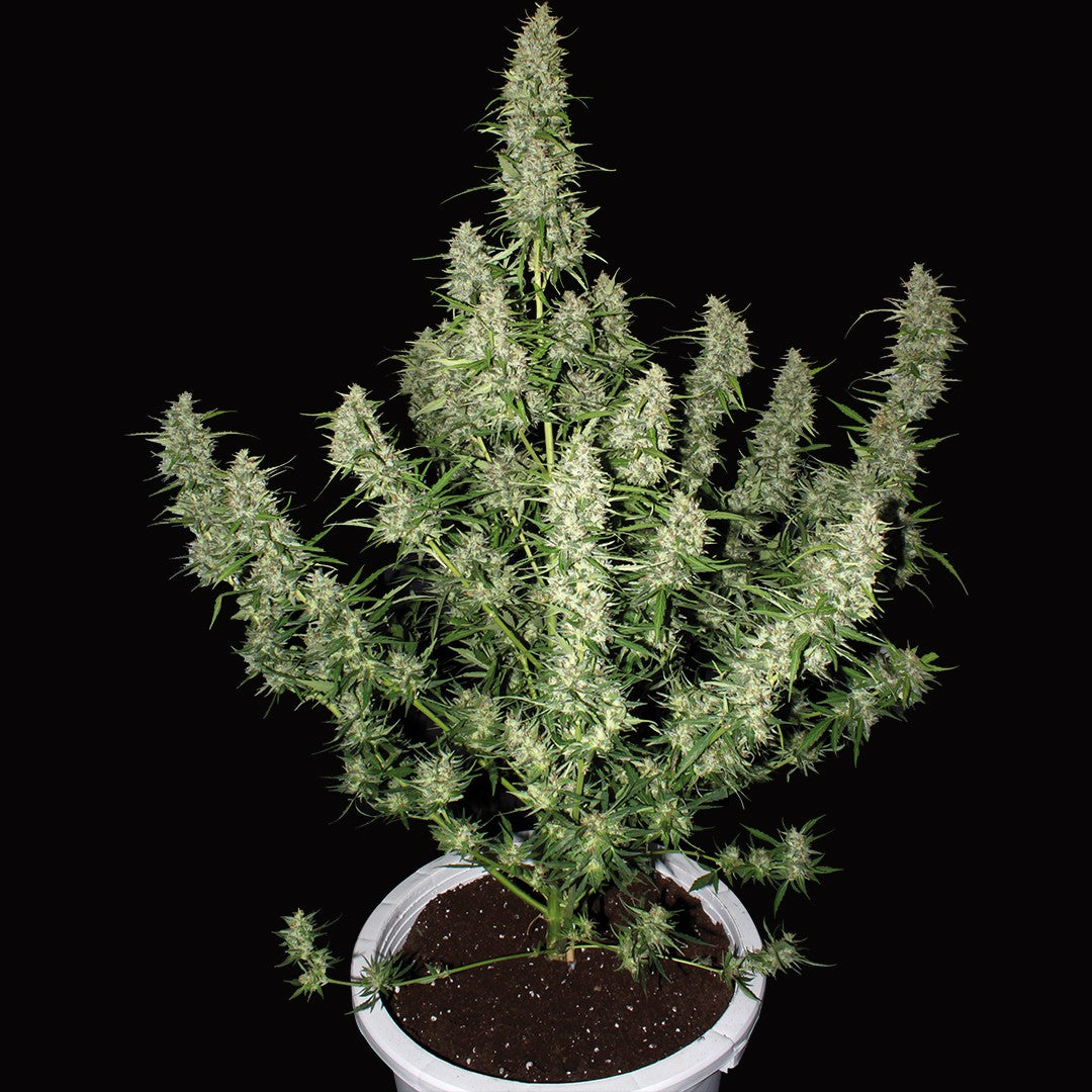 MAGNUM AUTO 3+1 - BUDDHA SEEDS-3