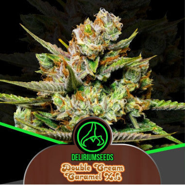 DOUBLE CREAM CARAMEL XL AUTO X4 DELIRIUM SEEDS