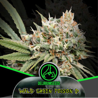WILD GREEN POISON D FAST X4 DELIRIUM SEEDS