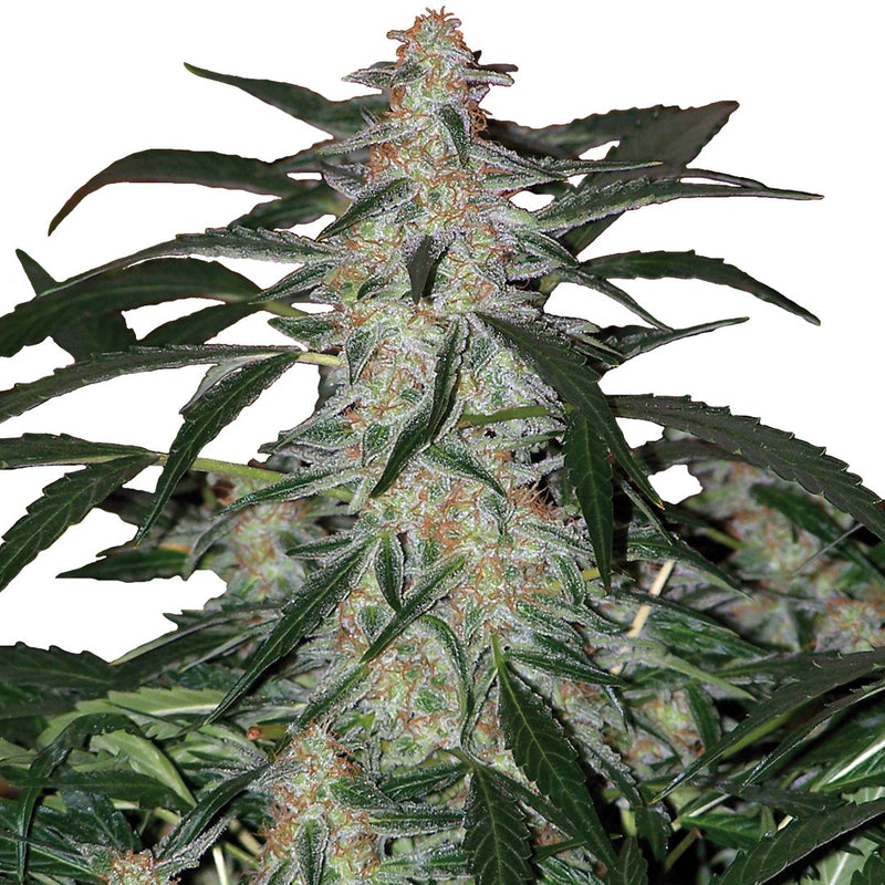 DEIMOS AUTO X3 BUDDHA SEEDS-2
