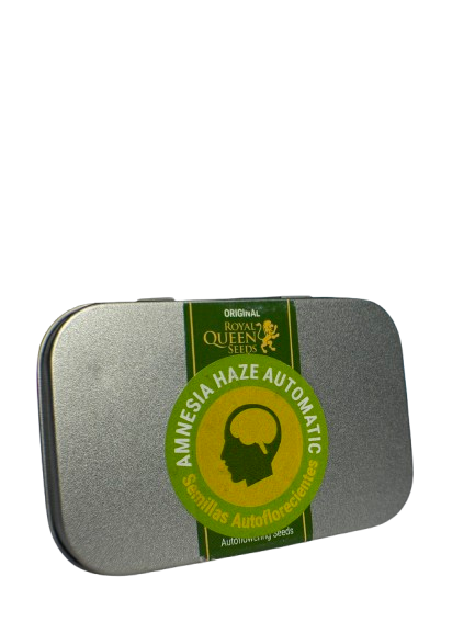 AMNESIA HAZE AUTO X100 ROYAL QUEEN SEEDS