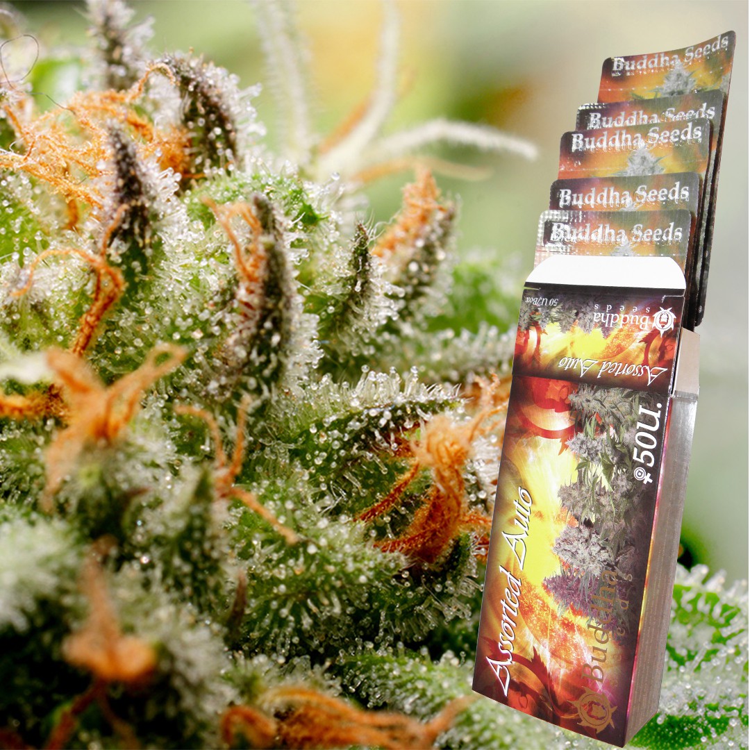 ASSORTED MIX AUTO X50 - BUDDHA SEEDS