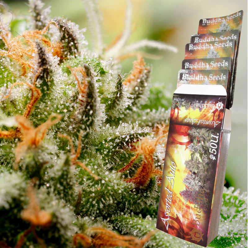 ASSORTED MIX AUTO X50 - BUDDHA SEEDS-1