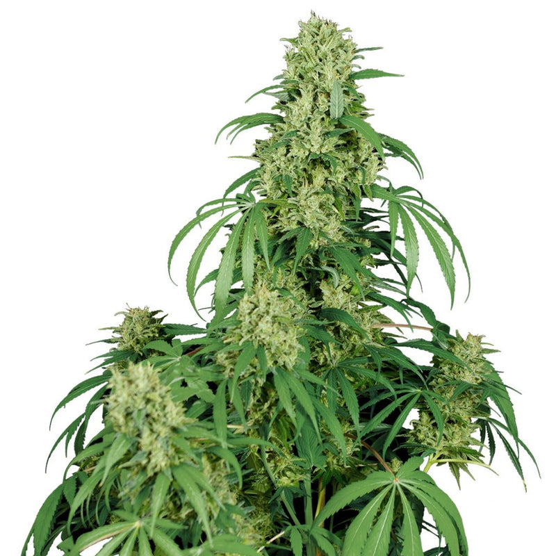 BUDDHA CALAMITY JANE AUTO 3+1 BUDDHA SEEDS-3