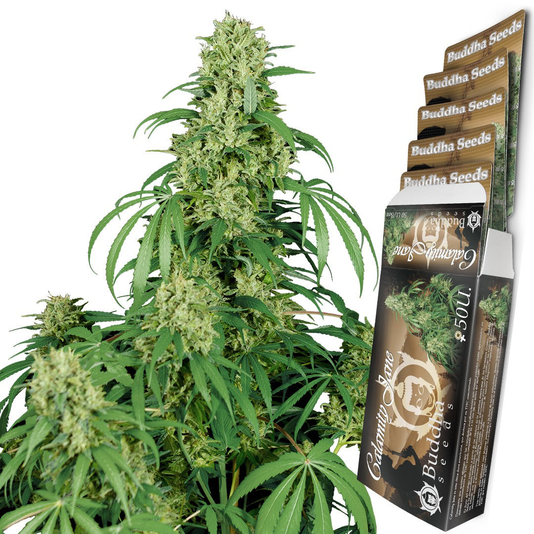 BUDDHA CALAMITY JANE AUTO 3+1 BUDDHA SEEDS-4