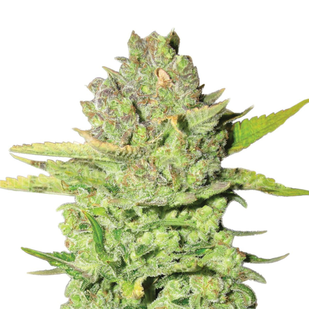 DEVIL FRUIT FEM 3+2 - MEDICAL SEEDS