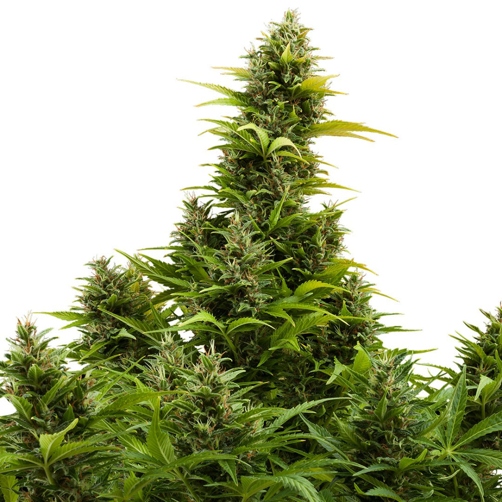 MEDIKIT AUTO 3+1 - BUDDHA SEEDS