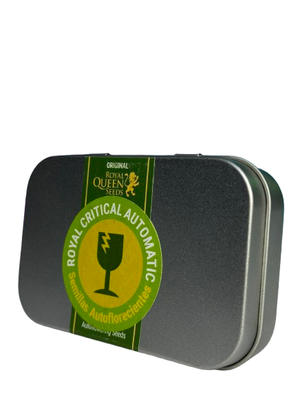 ROYAL CRITICAL AUTO X100 ROYAL QUEEN SEEDS-2
