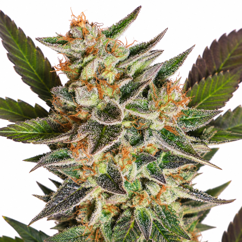DELICIOUS CANDY AUTO X3 - DELICIOUS SEEDS