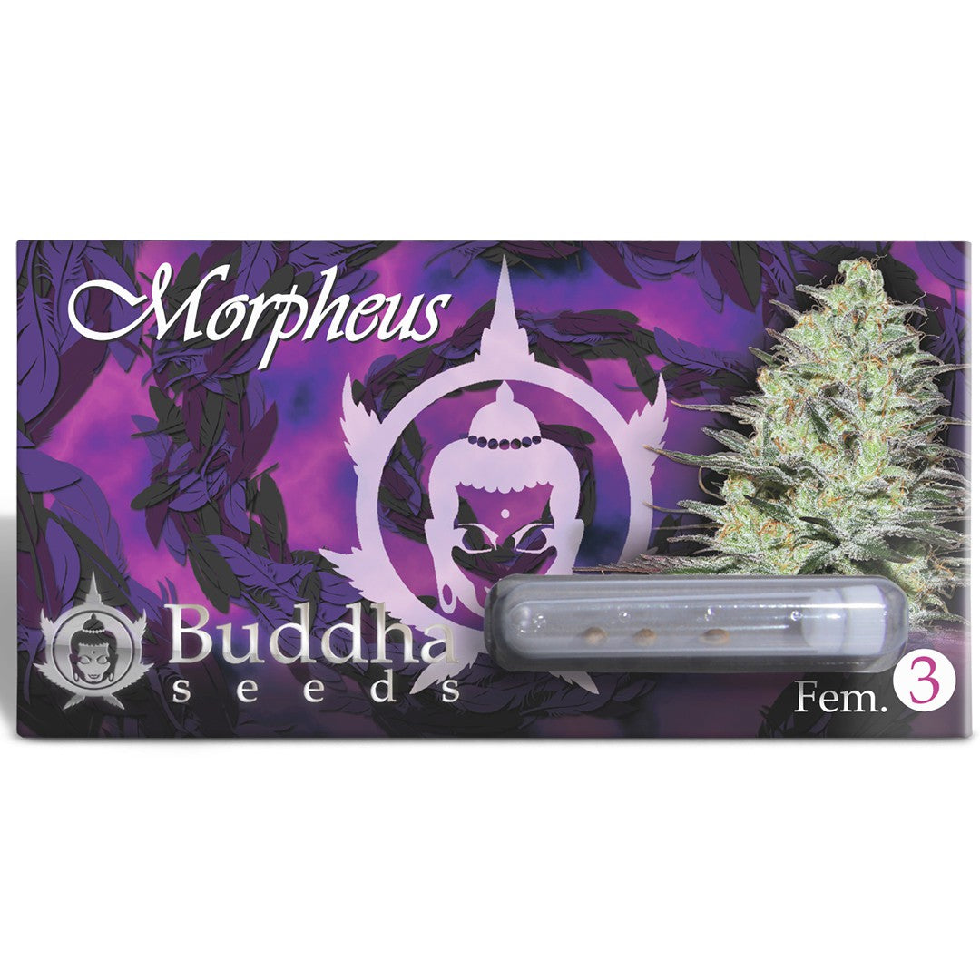 MORPHEUS FEM 3+1 - BUDDHA SEEDS-3