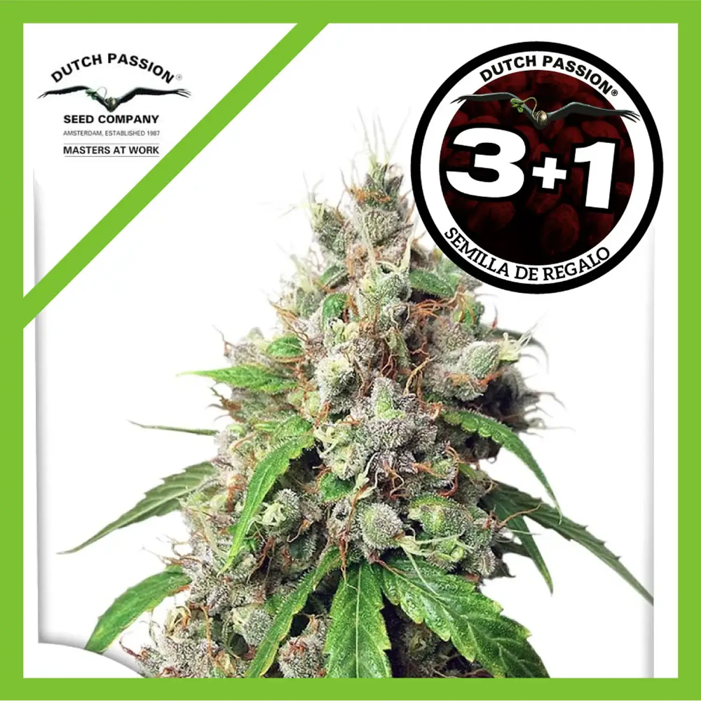 EUFORIA FEM x3+1 - DUTCH PASSION