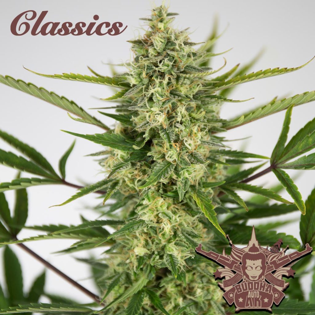 BUDDHA AUTO AK CLASSICS 3+1 BUDDHA SEEDS-2
