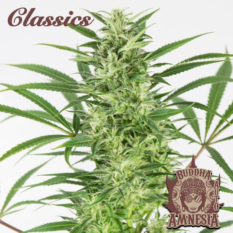 BUDDHA AUTO AMNESIA CLASSICS 3+1 BUDDHA SEEDS-4