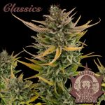BUDDHA AUTO CRITICAL CLASSICS 3+1 BUDDHA SEEDS-3