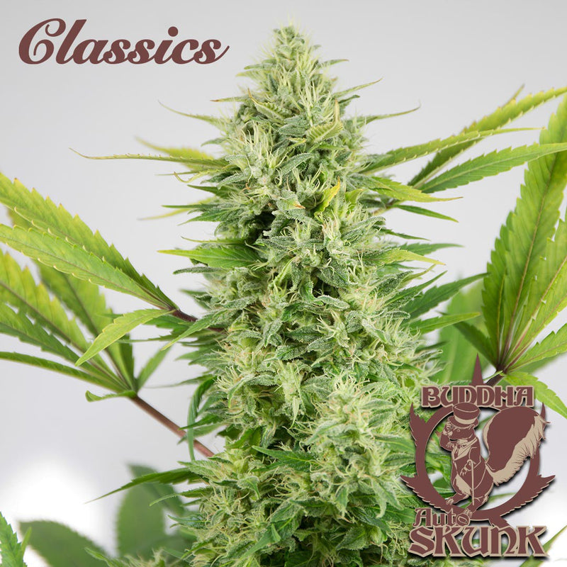 BUDDHA AUTO SKUNK CLASSICS 3+1 BUDDHA SEEDS-4