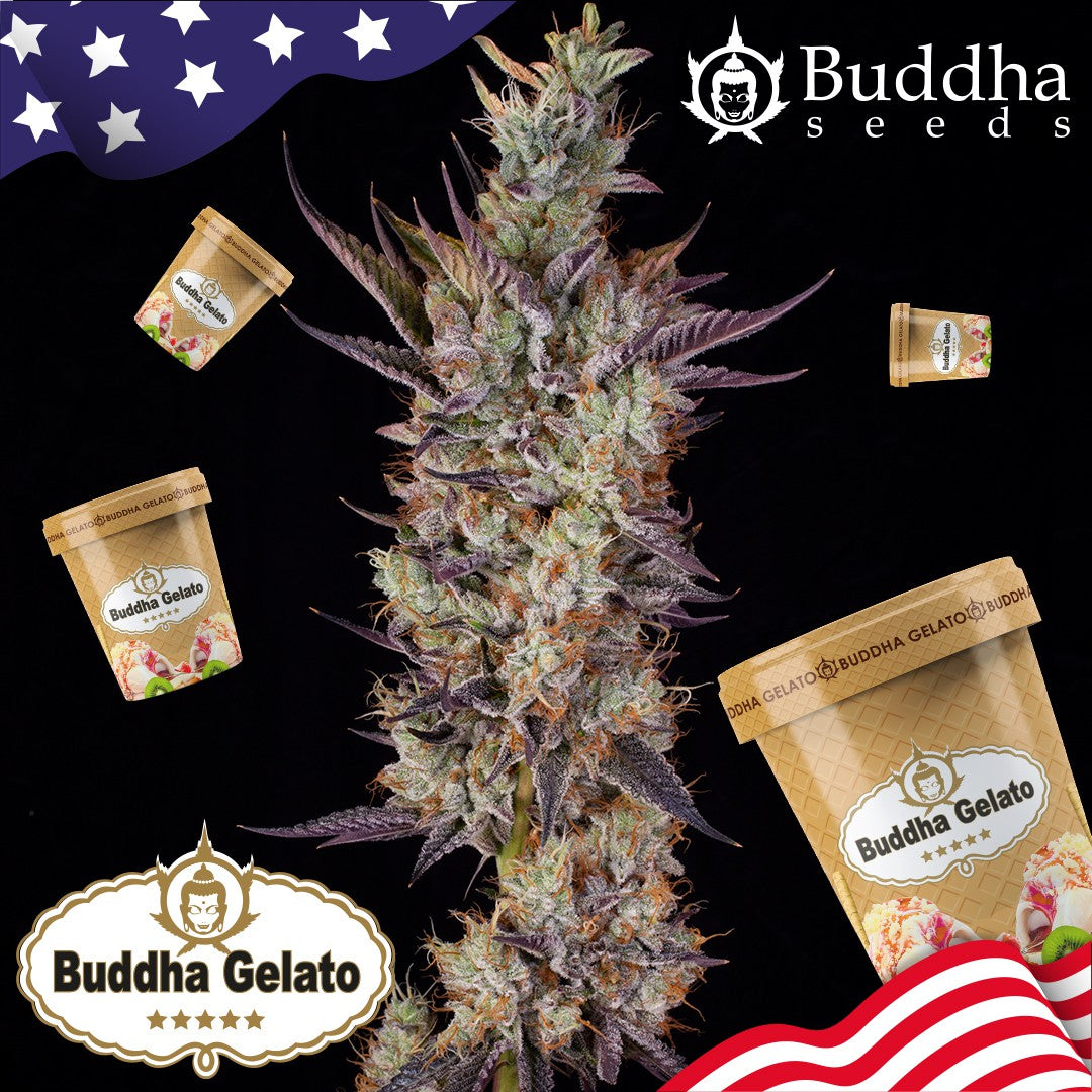 GELATO USA 3+1 - BUDDHA SEEDS-6